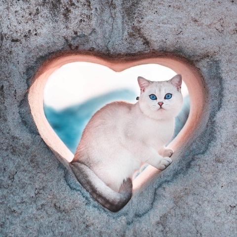 kitten, whiskers achtergronden