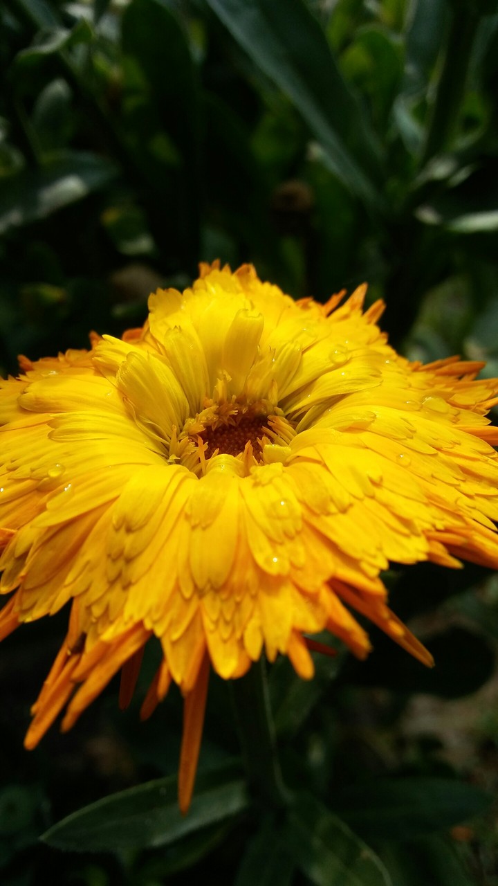 #flower