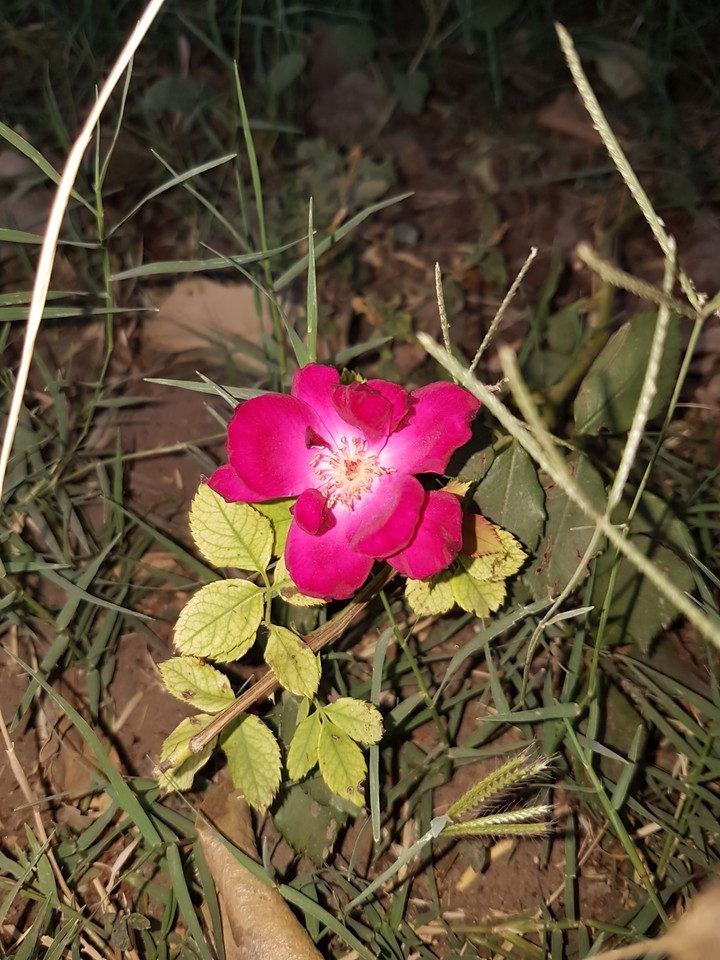flower