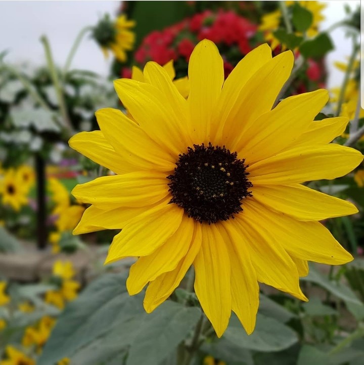 Sunflower.