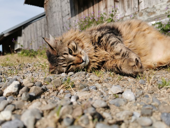 cat