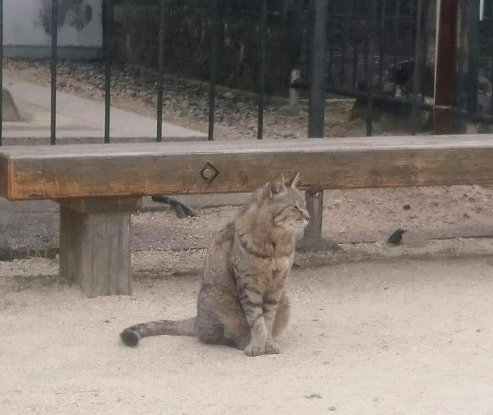 ネコ