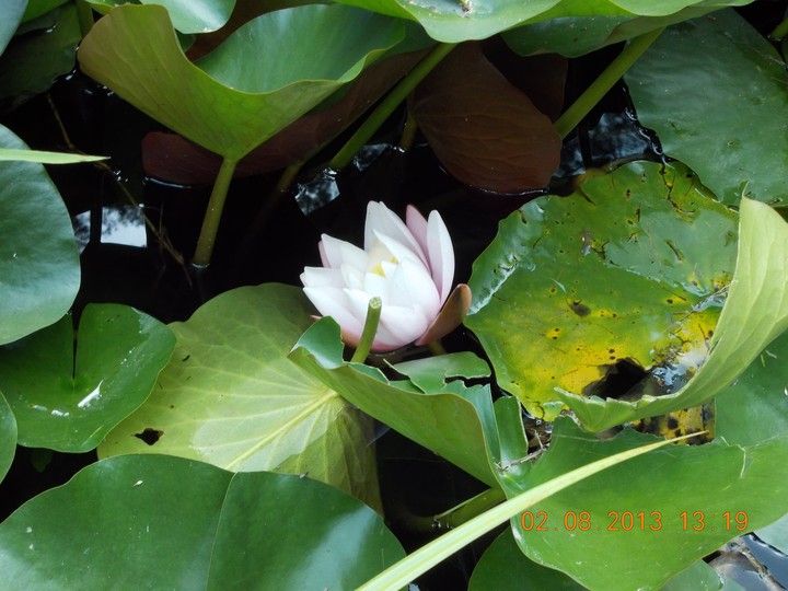 water lily