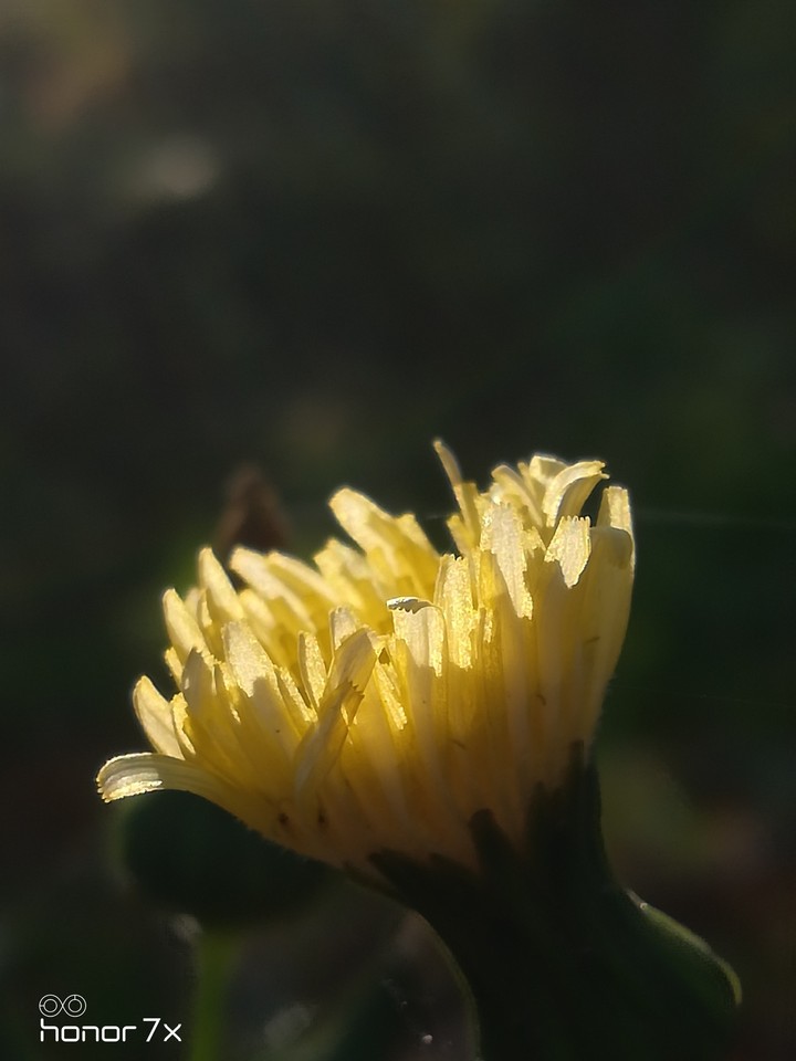 Yellow flower