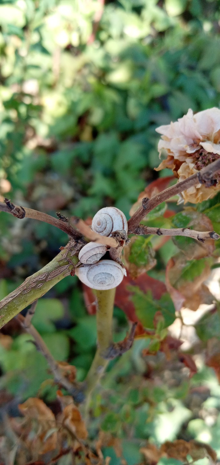 snails ♡