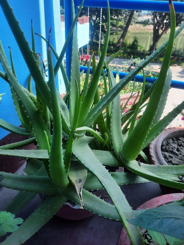 Aloe vera