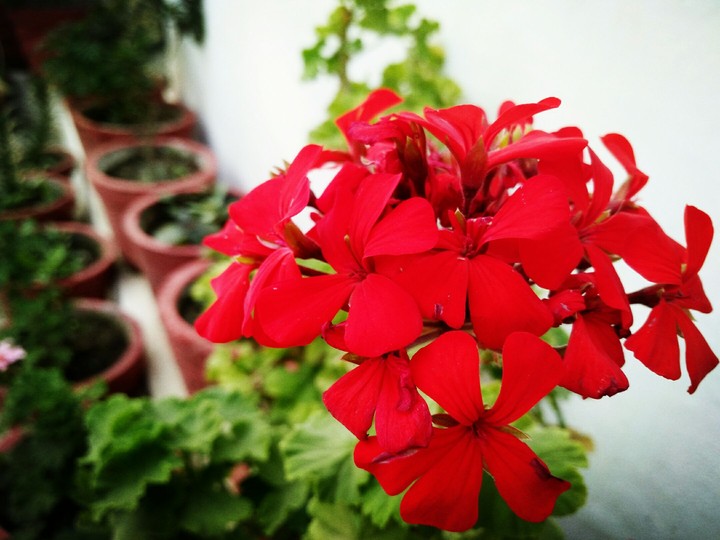red flowers in focus..