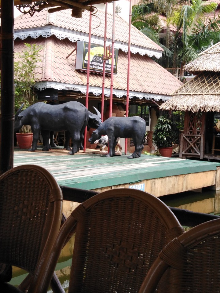 Carabaos
