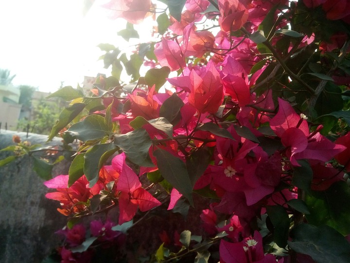 nature shot 