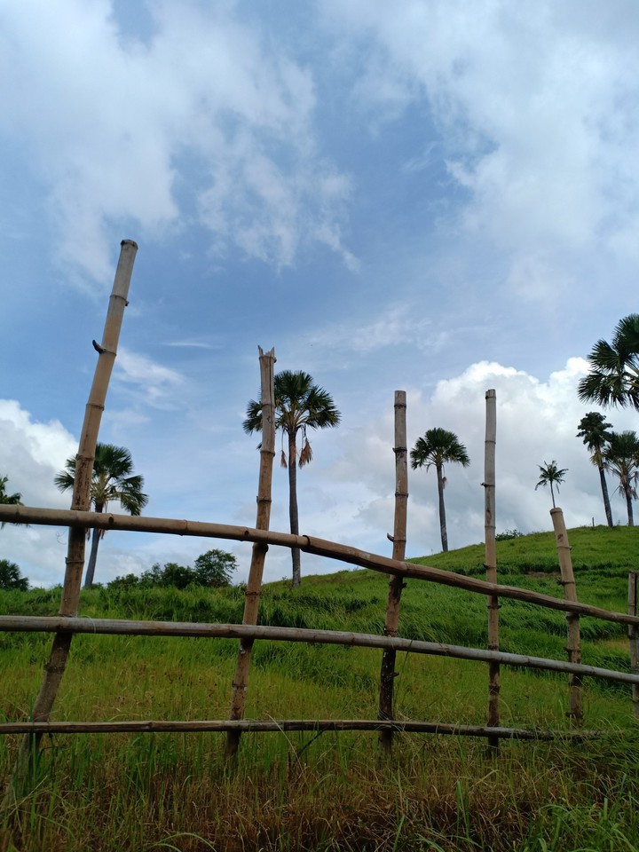 nature