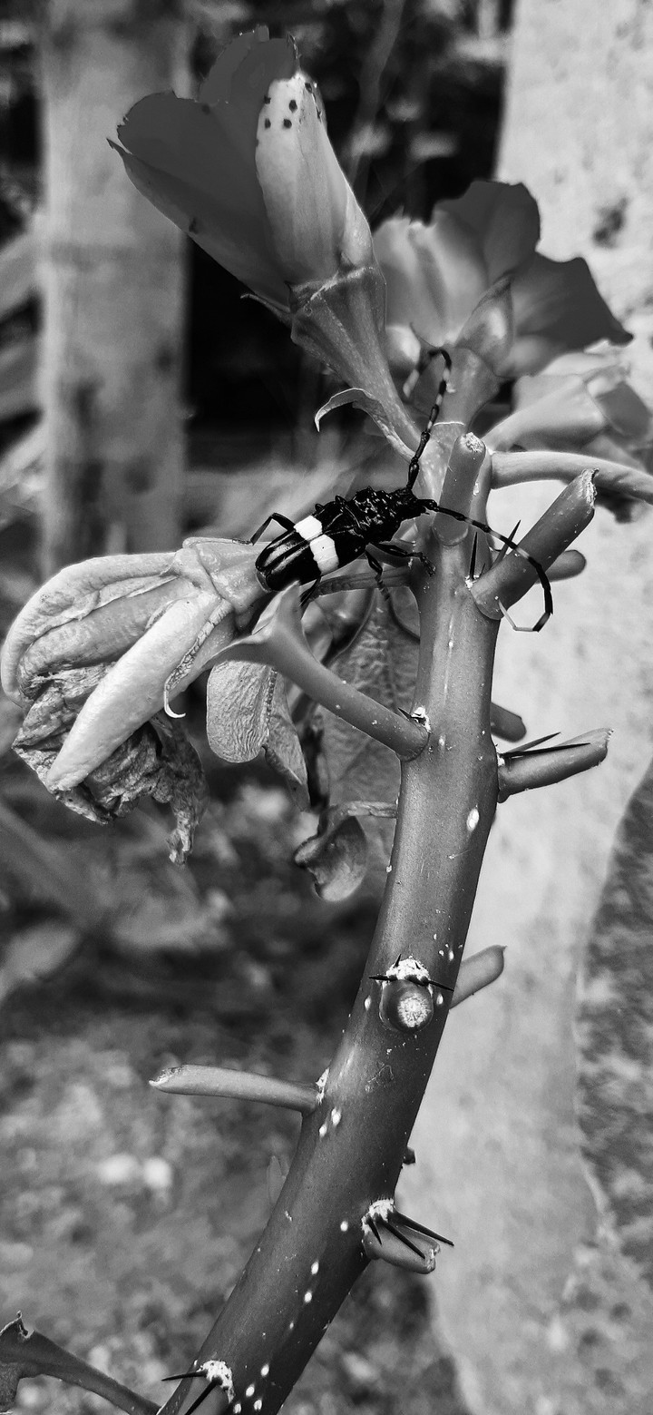 a little bug black and white