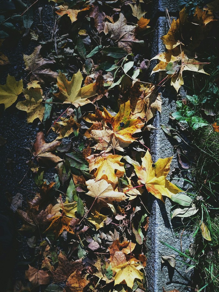 leaf