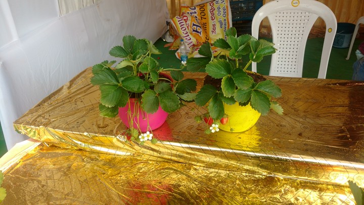 strawberry yaar