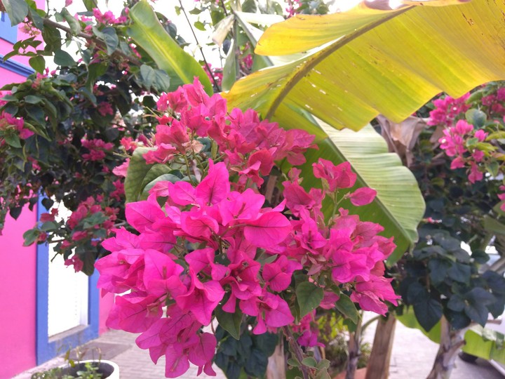 flor