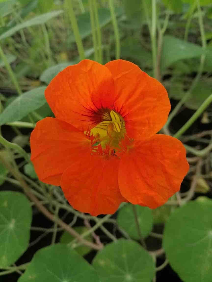 Home garden