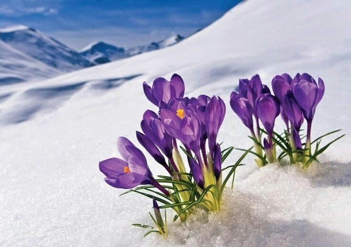 flovers spring