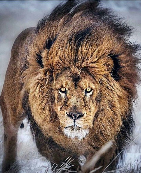 king