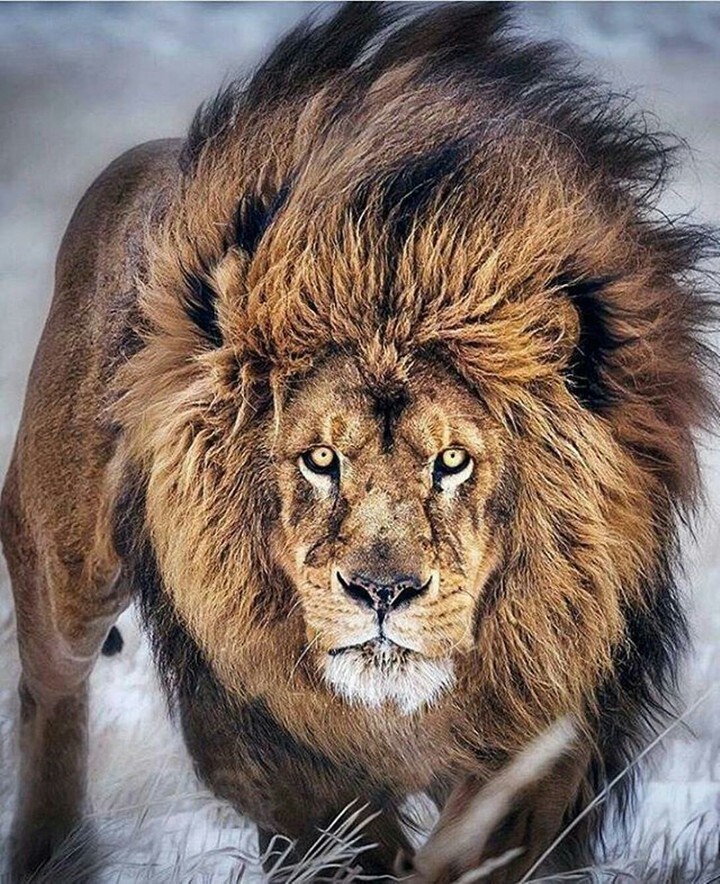 king