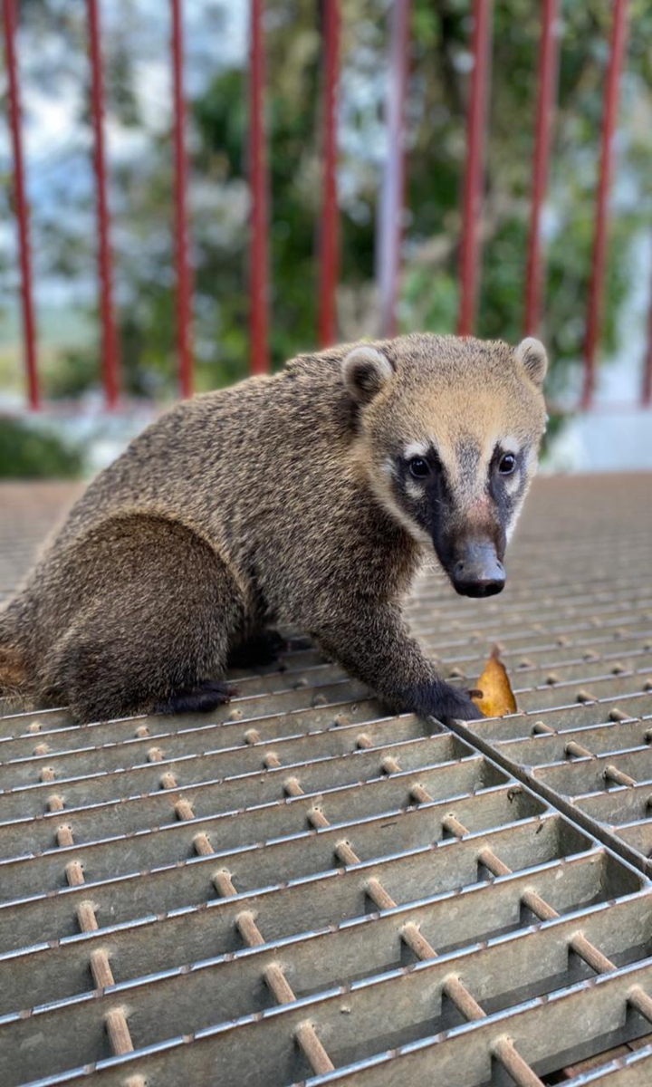 Quati, é um mamífero que pertence à família carnívora.