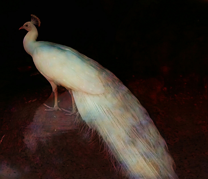 #white peacock @ edited one