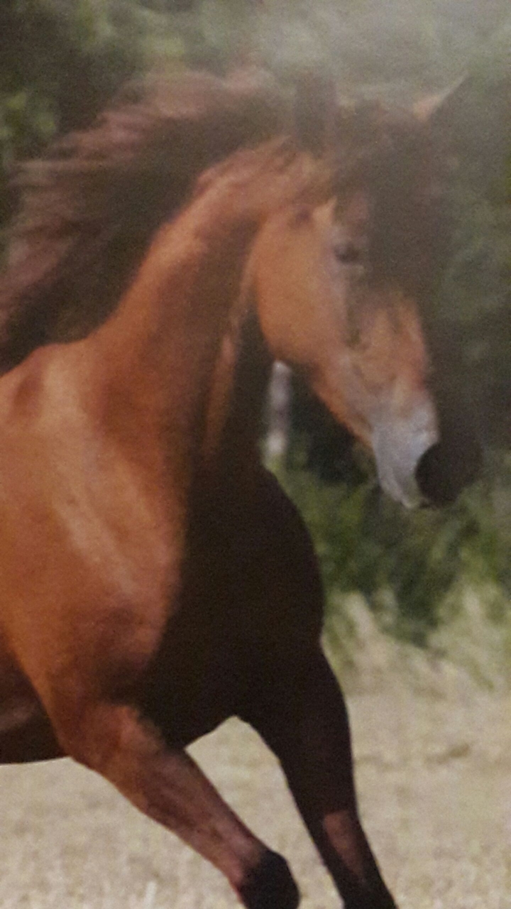 pferd