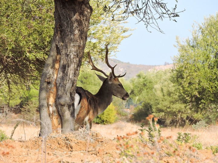 deer