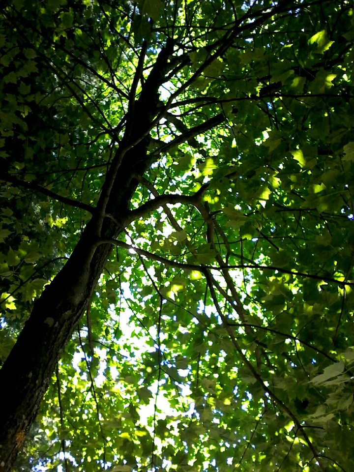 la natur