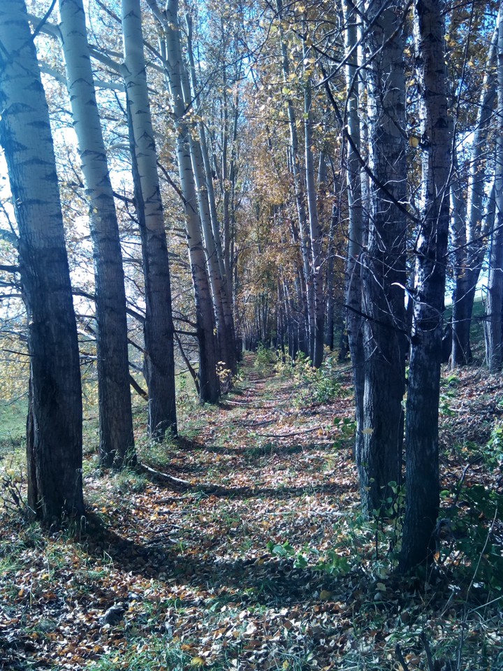лесок