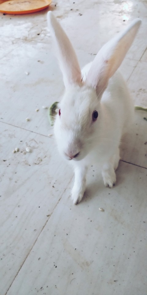 rabit