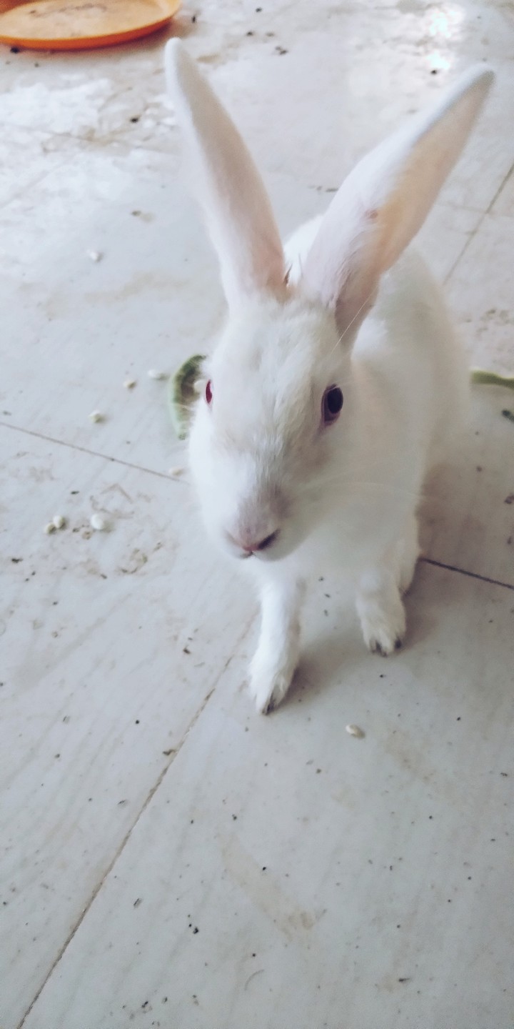 rabit