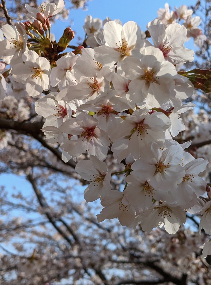 Cherry Blossoms