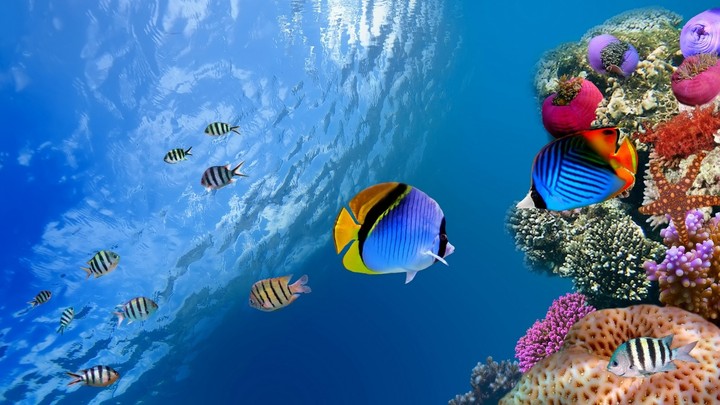 fish