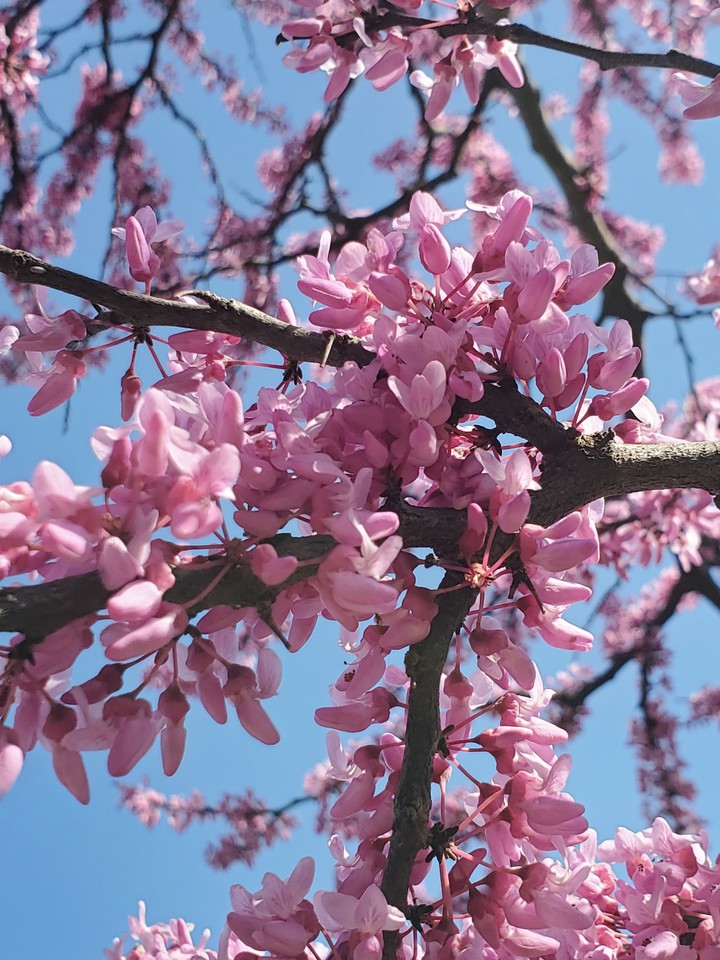 Spring