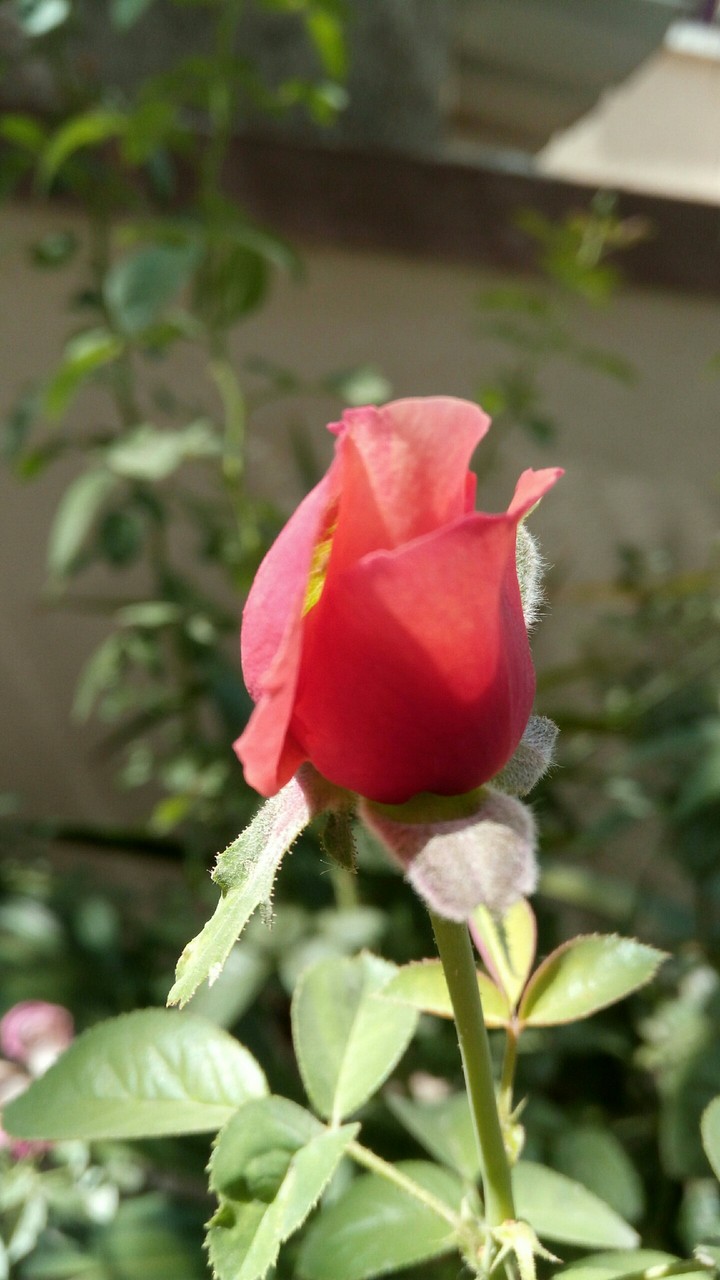 rose