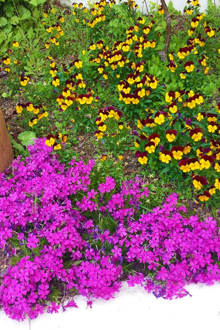 flowers bloom