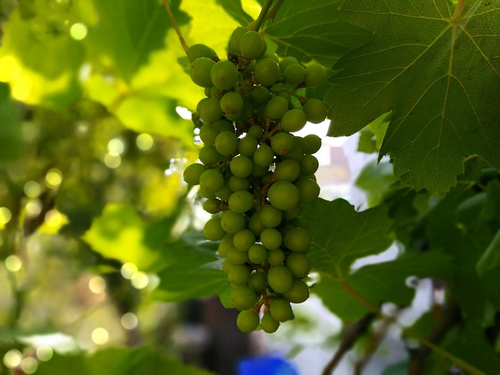 grapes