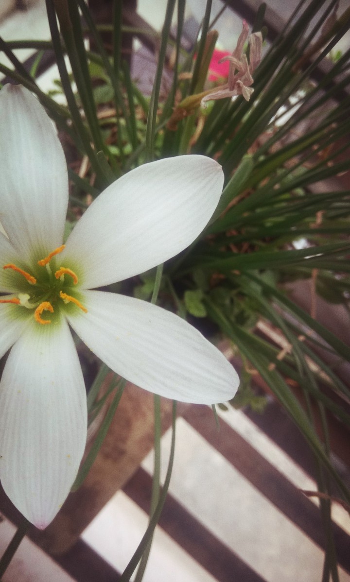 Lilly 