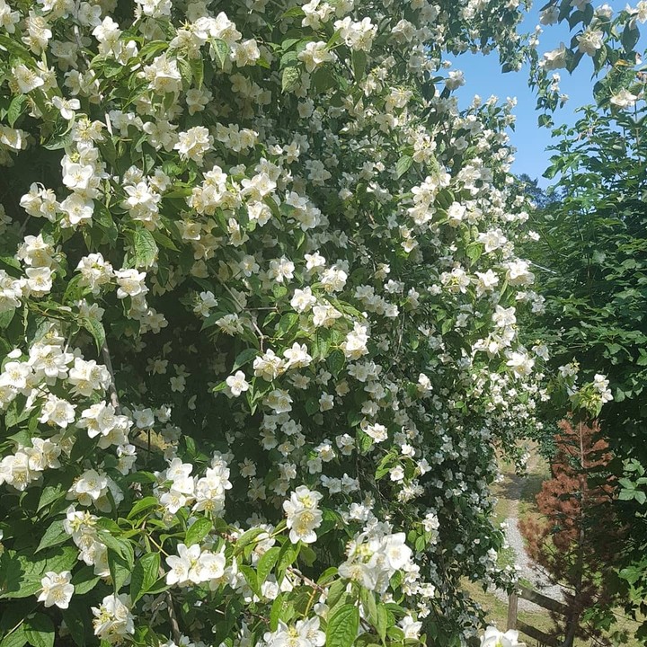 fiore dell Angelo