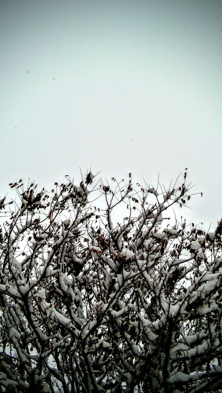 snow❄