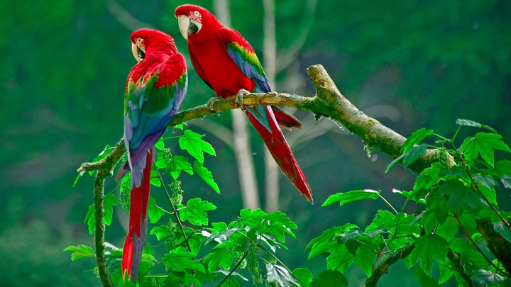 colorful parrots