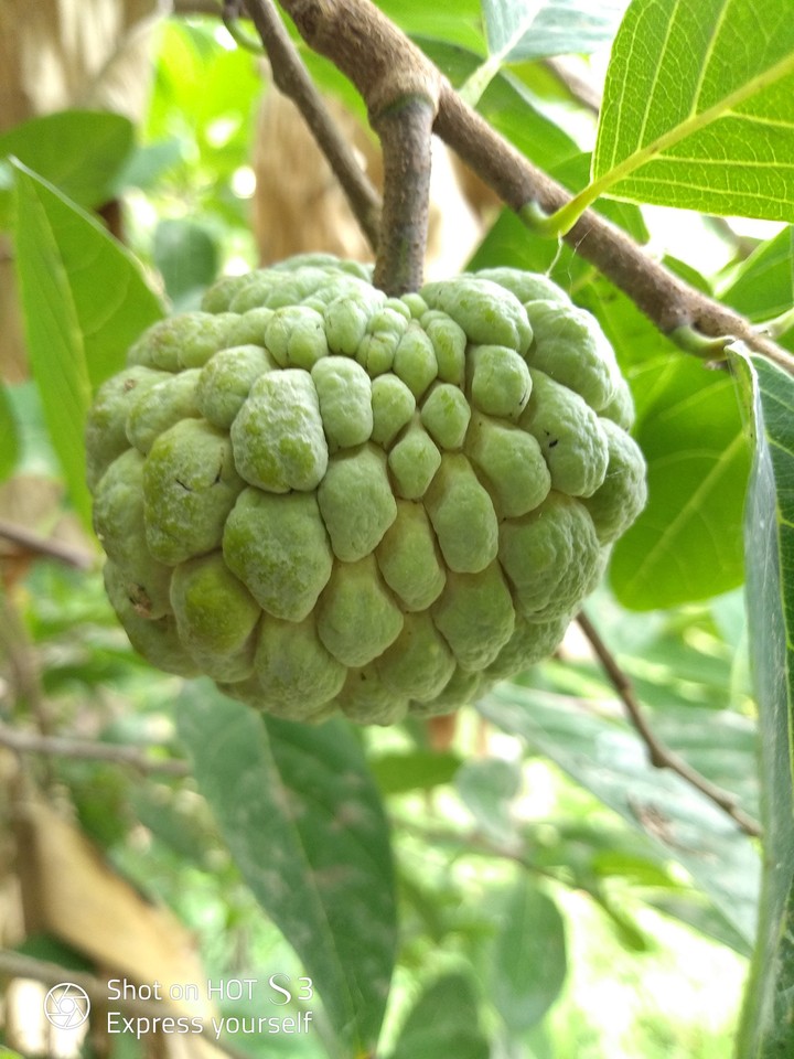 custard apple