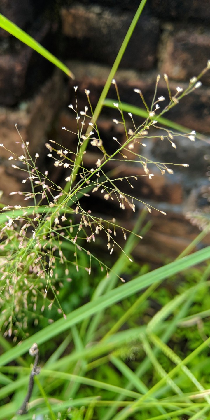 grass