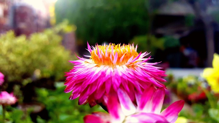 flowers