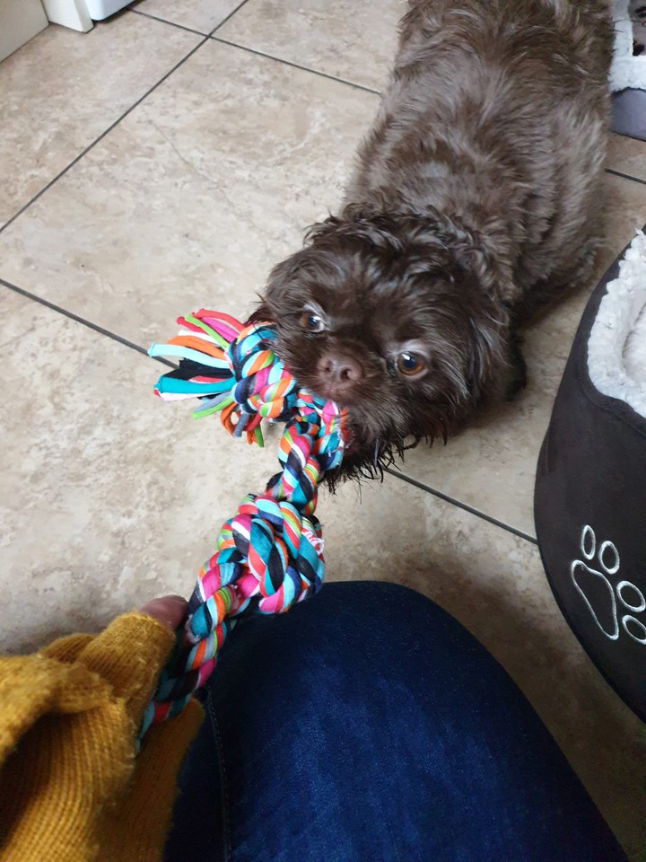 doggy play