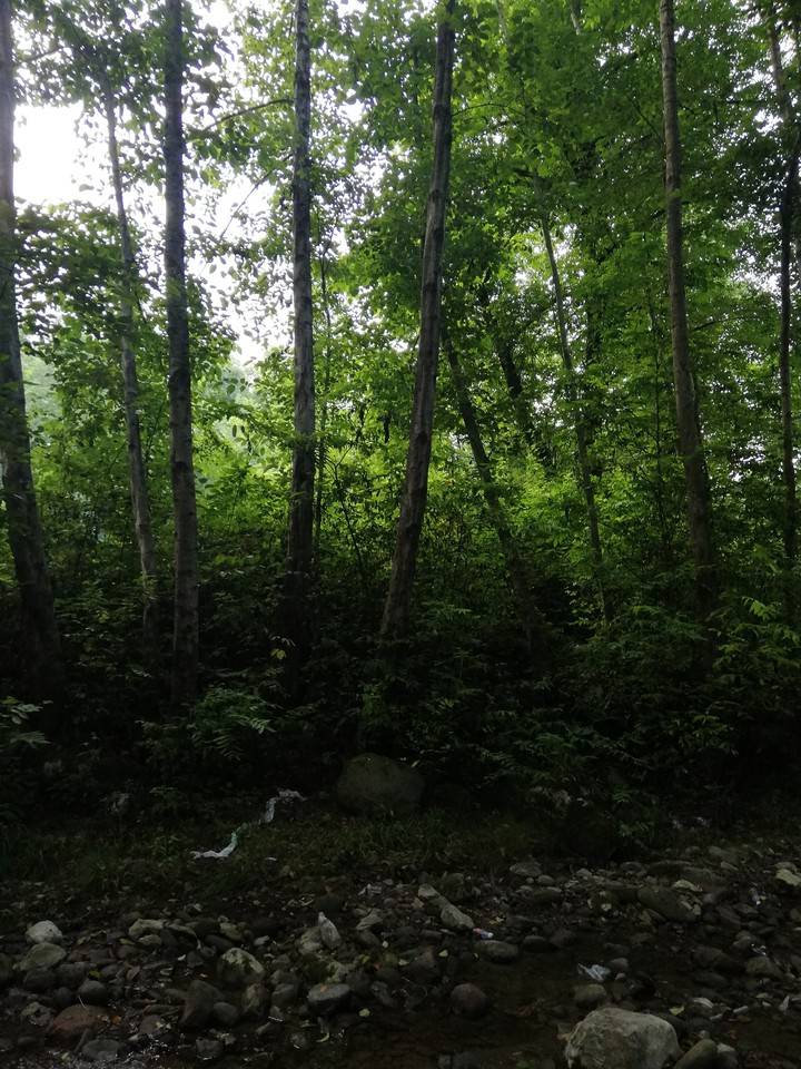 forest. iran. mazandaran ??❤️