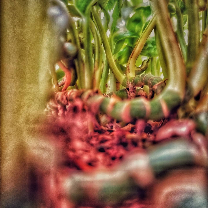 roots of a plant