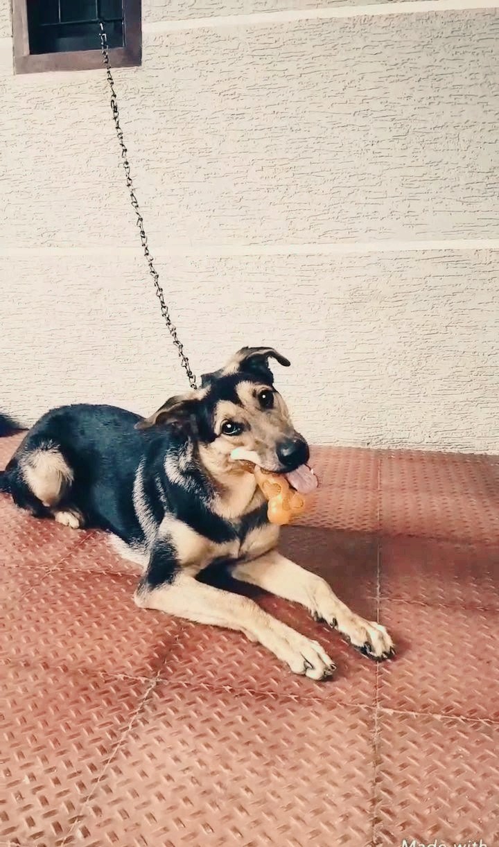 GermanSheperd