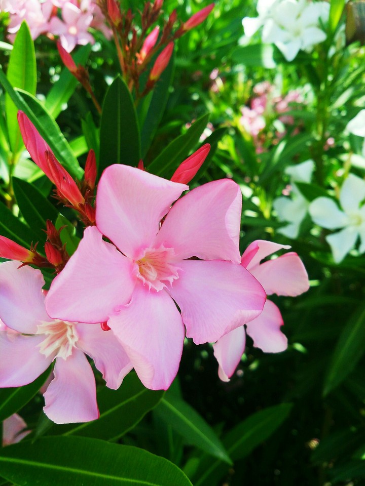 Oleander