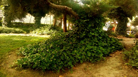 beautifully park