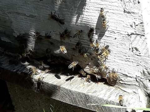 abeilles